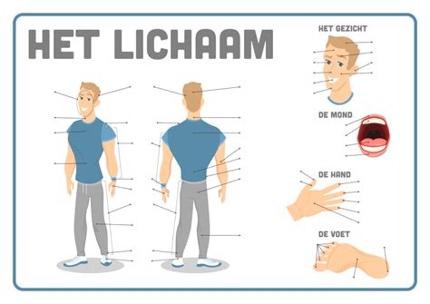 Overzicht van lichaamsdelen waar vet zich kan ophopen