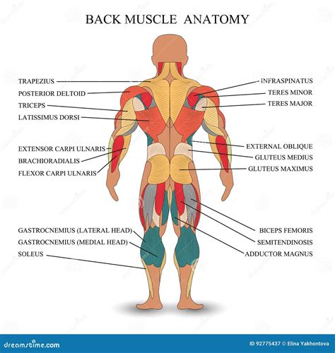 Infographic met de anatomie van de rug