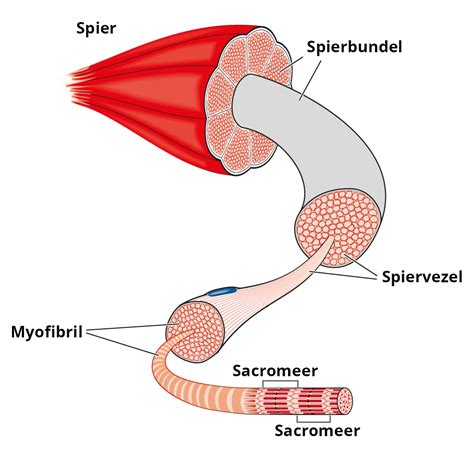 Anatomie van een spier