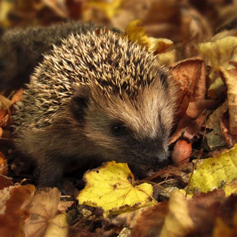 Dieren die zich voorbereiden op de winter