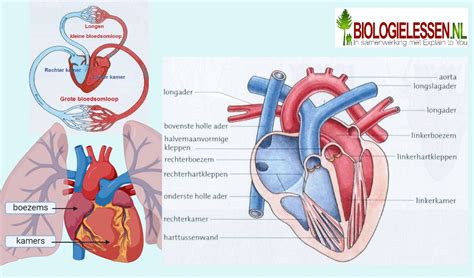 Anatomie van het menselijk hart