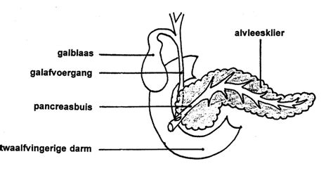 Schematische weergave van de anatomie van een ligfiets