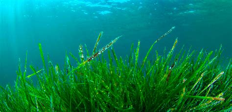 Spirulina plant
