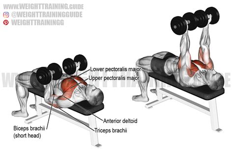 Illustratie van de Dumbbell Bench Press op een bankje