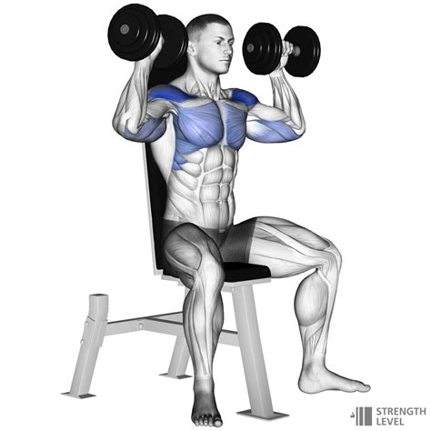 Illustratie van de Dumbbell Shoulder Press