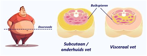 Verdeling van subcutaan en visceraal vet in het lichaam