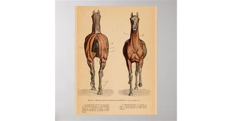 Anatomie van de paardenspier