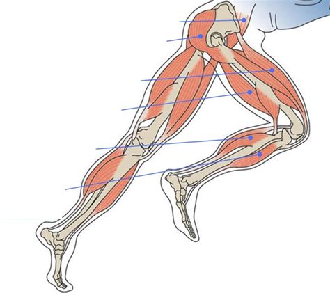Diagram van de beenspieren betrokken bij de jump squat