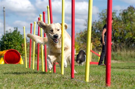 Hond die een agility parcours aflegt