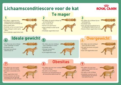 Visuele gids: hoe de lichaamsconditie van een kat te beoordelen
