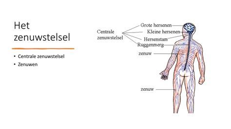Schematische weergave van de bewegingsketen van het lichaam