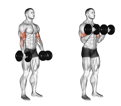 Dumbbell biceps curl uitvoering