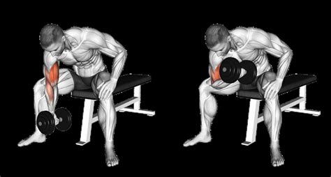 Concentration curl met dumbbell