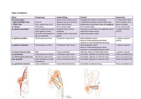 Anatomie van de bilspieren en ondersteunende spieren.