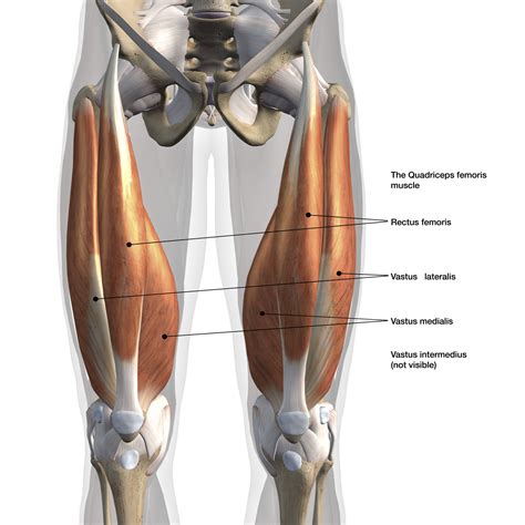 Anatomie van de quadriceps