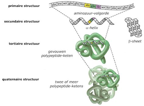 Schematische weergave van de primaire, secundaire en tertiaire eiwitstructuren