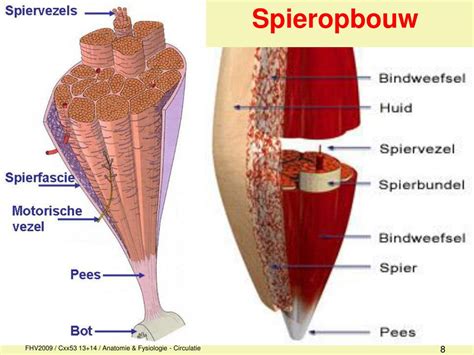 Illustratie spieropbouw door eiwitten