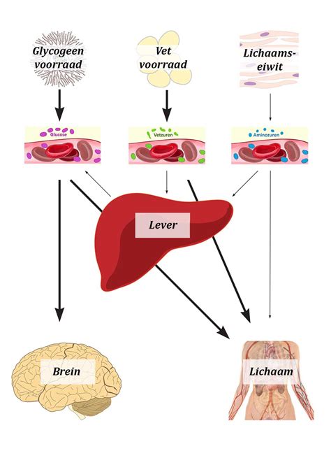 Schema van de absorptie van eiwitten in het lichaam