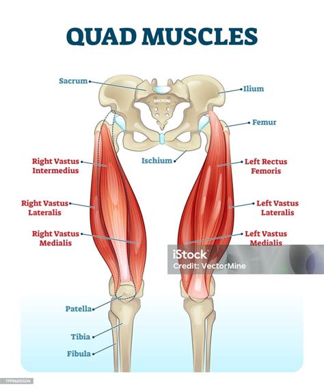 Anatomie van de quadricepsspieren