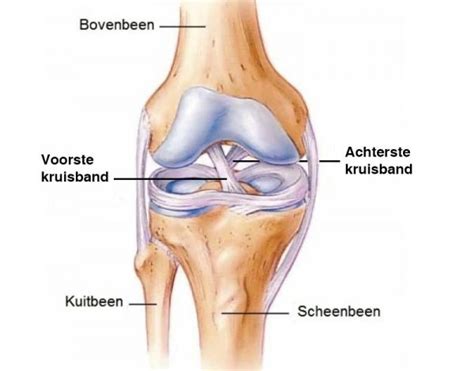 Grafiek die de trekkrachten op de voorste kruisband bij verschillende kniehoeken toont