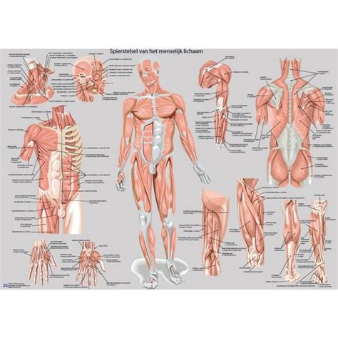 Anatomische illustratie van de bilspieren