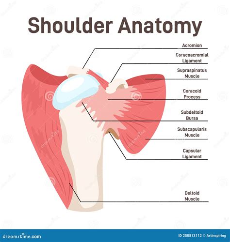 Anatomie van de schouderspieren