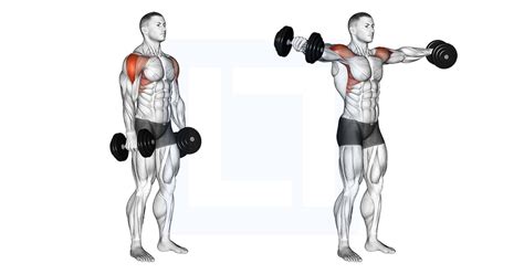 Dumbbell Lateral Raise Uitvoering