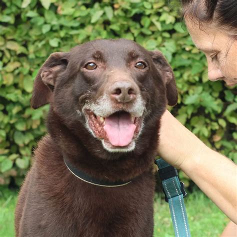 Dierenasiel Delphi's Happy Pets