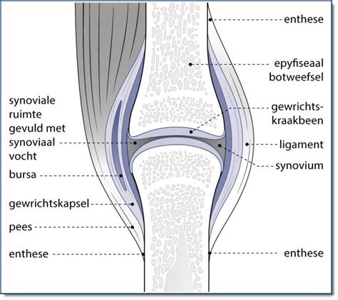 Anatomie van een slijmbeurs in het gewricht