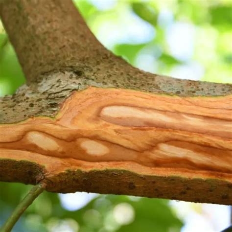 Structuur van kaneelboom en kruiden