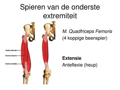 Anatomie van de quadriceps spieren
