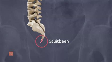 Anatomie van het stuitbeen
