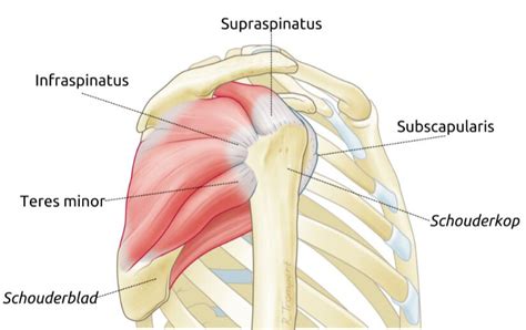 Anatomie van de schouder met de rotator cuff pezen