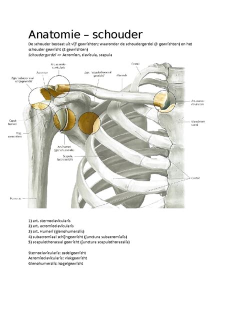Infographic over de anatomie van de schouder