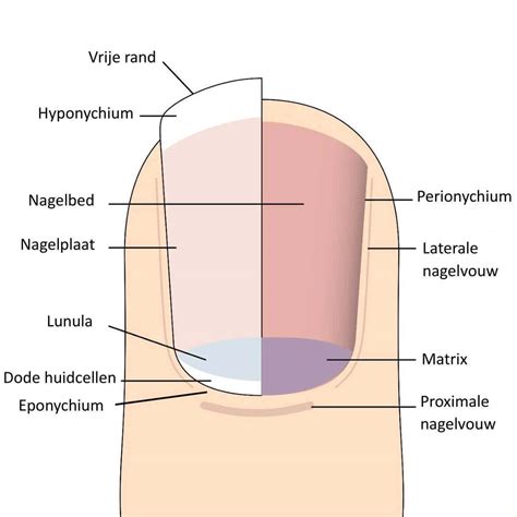 Illustratie van de anatomie van de duimpezen en peesschede