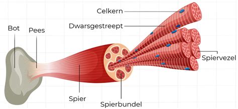 Vergelijking van spiervezels bij mens en hond