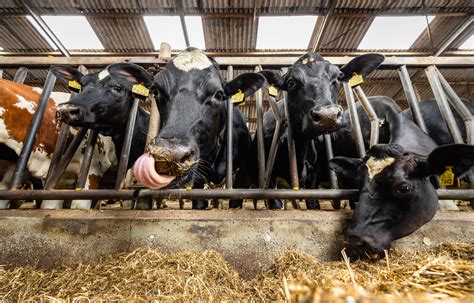 Boerderij met melkkoeien