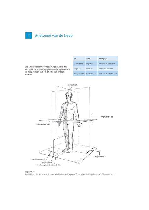 Anatomische illustratie van het bewegingsapparaat