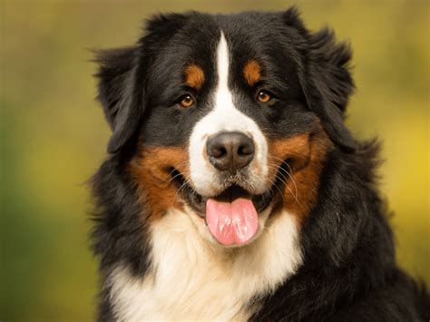 Berner Sennenhond die wordt geborsteld