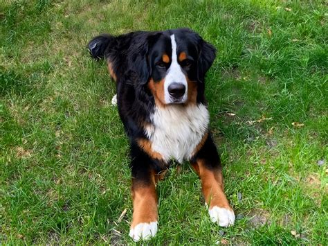 Familie die geniet van een wandeling met hun Berner Sennenhond