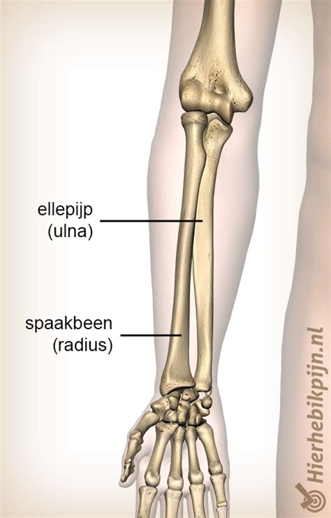 Diagram van de spiercompartimenten in de onderarm
