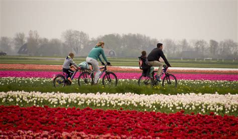 Bloeiende bollenvelden in Hollands Kroon