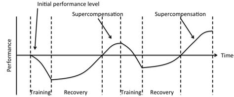 Grafiek die de relatie tussen trainingsfrequentie en spiergroei toont voor beginners