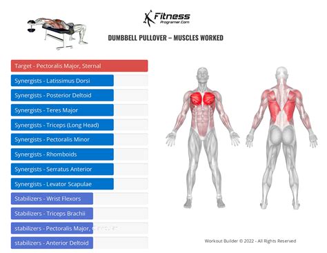 Infographic showing the muscle groups worked during a dumbbell pullover