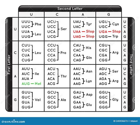 Tabel met de genetische code (codons en corresponderende aminozuren)