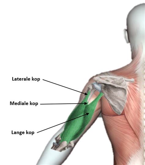 Diagram van de drie koppen van de triceps