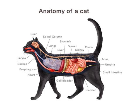 Anatomie van een crosstrainingsschoen