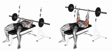 Infographic met de stappen van een correcte bench press uitvoering