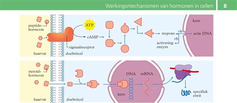 Schema van de darmflora en de invloed van antibiotica