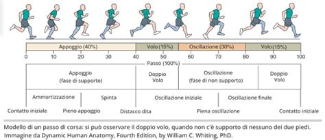 Grafico che illustra il ciclo di allenamento-recupero-supercompensazione
